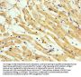 CNNM3 Antibody