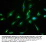 CNNM3 Antibody