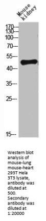 LAMP3 Antibody