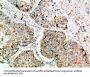 LAMP3 Antibody