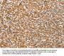 SIGLEC7 Antibody