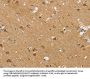 SIGLEC7 Antibody