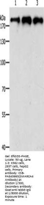 SMARCA4 Antibody