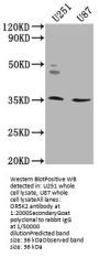 OR5K2 Antibody