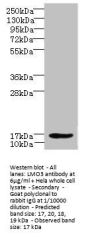 LMO3 Antibody