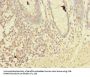 LMO3 Antibody