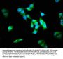 ALMS1 Antibody