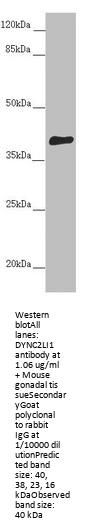 DYNC2LI1 Antibody