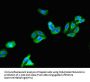 KCNG4 Antibody