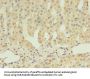 SCARB1 Antibody