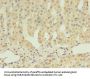 SCARB1 Antibody
