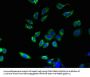 ABHD3 Antibody