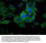 PHLDA1 Antibody