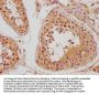 LEO1 Antibody