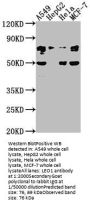 LEO1 Antibody