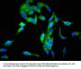SCG3 Antibody
