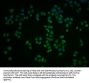 PIBF1 Antibody