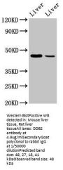 DDB2 Antibody