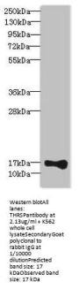 THRSP Antibody
