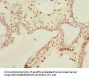 THRSP Antibody