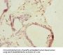THRSP Antibody