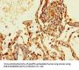THRSP Antibody