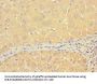 THRSP Antibody