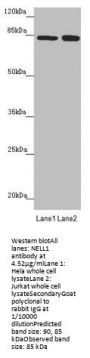 NELL1 Antibody