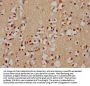 HIST1H2AC Antibody
