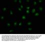 HIST1H2AC Antibody