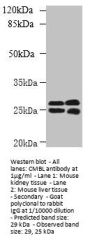 CMBL Antibody