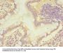 CMBL Antibody