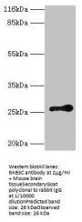 RAB3C Antibody