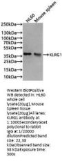 KLRG1 Antibody
