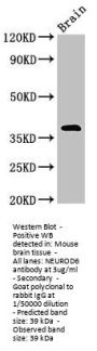 NEUROD6 Antibody