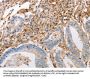INA Antibody