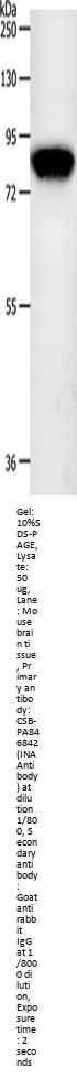 INA Antibody