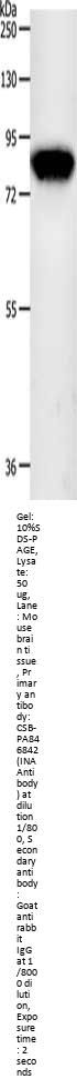 INA Antibody