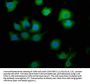 MTMR9 Antibody