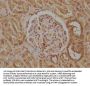 KCNA7 Antibody