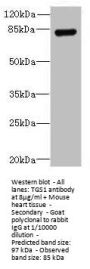 TGS1 Antibody