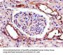 TRIB3 Antibody