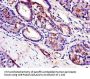 TRIB3 Antibody