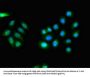 CDK5RAP2 Antibody
