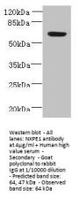 NXPE1 Antibody