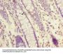 NXPE1 Antibody
