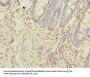 NXPE1 Antibody