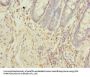 NXPE1 Antibody