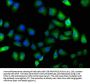 PARP8 Antibody