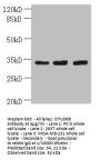 OTUD6B Antibody